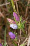 Catesby's gentian